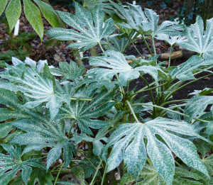 Fatsia japonica Spiders Web  
